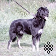 Тувинская овчарка - аборигенная пастушья собака Тувы