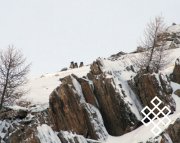 В Туве впервые удалось сфотографировать снежного барса