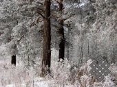 Siberian patterns. Kudryashevskiy pine wood near Novosibirsk looks best on frostiest days.