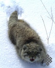 Объявлен конкурс творческих работ "Манул - редкий степной кот Тувы"