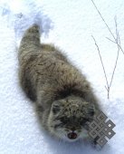 Объявлен конкурс творческих работ "Манул - редкий степной кот Тувы"