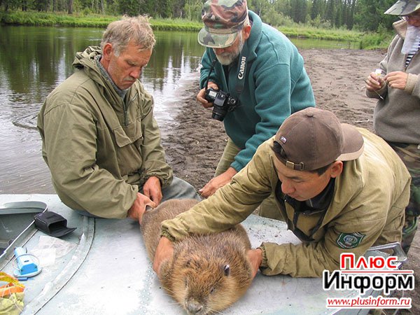 Тувинские бобры. Бобр тувинский АЗАС. Бобры Тыва. Тувинский Бобр фото.