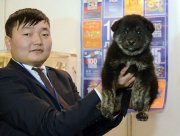 В Монгун-Тайге создан питомник по разведению тувинских сторожевых собак