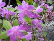 IV заседание российско-сербского семинара «Идентичности и реальные практики в социокультурной и геополитической динамике Евразии»